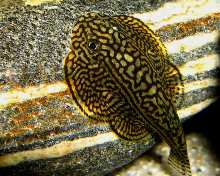 Pin Stripe Butterfly Plec - Loach ~ XL 5 -6cm